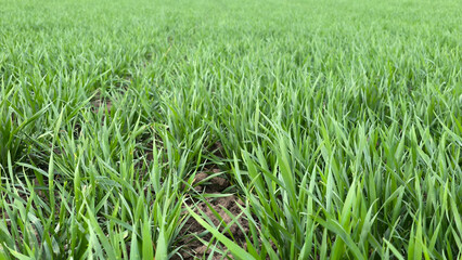 green wheat field in spring in Vojvodina