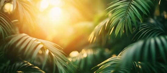 Canvas Print - Green palm leaves with sunlight shining through.