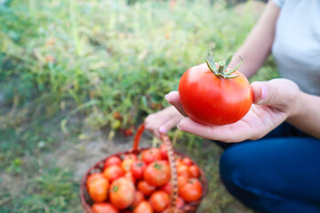 Harvesting tomatoes at organic farm. Tomato harvest time. Farmer Picking Tomatoes.