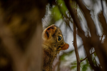 Poster - squirrel on a tree