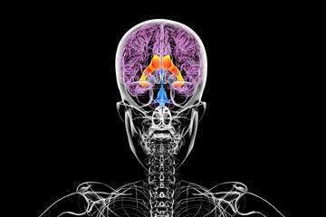 Sticker - The lateral brain ventricles, 3D illustration