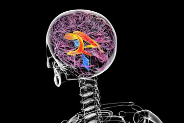 Sticker - The lateral brain ventricles, 3D illustration