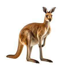 Wall Mural - a kangaroo side view isolated on transparent background