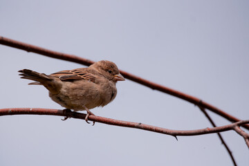 bird, nature, sparrow, animal, wildlife, branch, wild, beak, feathers, brown, tree, small, finch, feather, fauna, sitting, ornithology, perched, passer domesticus, birds, cute