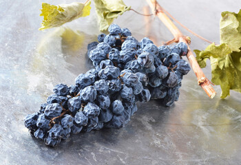 Cluster of raisins on a twig from dark grapes, autumn.