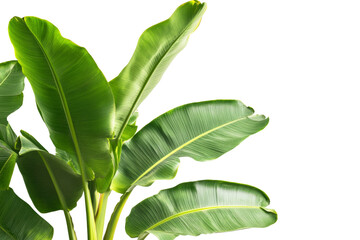 Aufkleber - A large green leafy plant with a long stem. The plant is the main focus of the image ,Isolated on transparent background