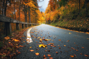 Wall Mural - road with fallen leaves in beautiful forest in golden autumn