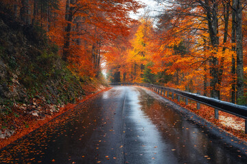 Wall Mural - road in colorful red forest in golden autumn in rainy day