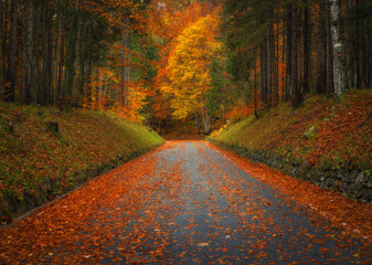 Wall Mural - fallen leaves covering a road in beautiful forest in autumn