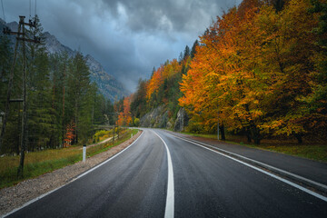 Wall Mural - road and beautiful red tree in golden autumn. empty mountain road
