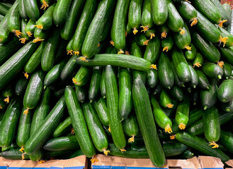 Cucumbers. Fresh organic green cucumbers in  local market. Group cucumber background