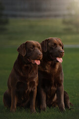 two chocolate labrador retriver dogs portrait on green nature park