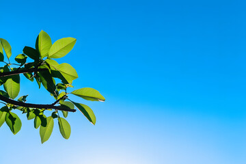 Wall Mural - Clear cloudless bright blue sky in sunny day