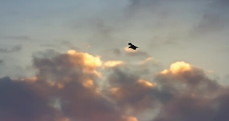 Wall Mural - flying seagull bird high in sky suring sunrise