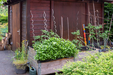 Wall Mural - Tomatenpflanzen und Stützstäbe aus Metall vor einer 
Schuppenwand