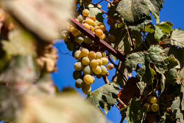 Grapes in the courtyard of the house at the end of the season