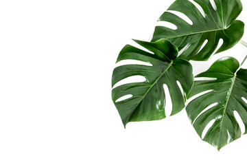 Wall Mural - tropical palm leaves monstera isolated on white background. flat lay, top view, copy space