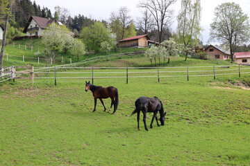 horses in a field