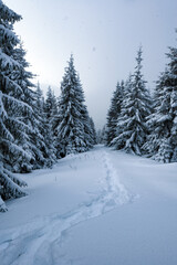 Wall Mural - path in the snow in winter mountains. snow covered fir-trees and cloudy sky. christmas holiday conce