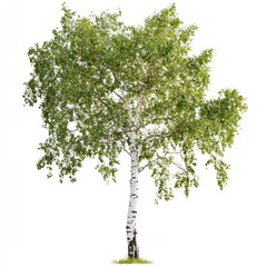 Wall Mural - Real birch tree background isolated plant.