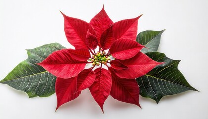 close-up of a vibrant red poinsettia with green leaves and yellow green buds, isolated on a white ba