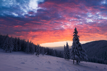 Wall Mural - Incredible sunset in the winter mountains. Glowing red sky and snowy fir-trees on snowy hills. Christmas holiday concept