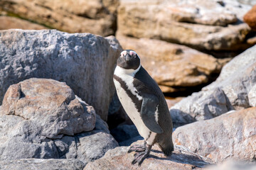 Wall Mural - African penguin in colony of Boulders Beach, South Africa