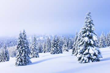 Wall Mural - foggy morning in winter mountains. fairy christmas landscape with snowy trees