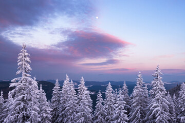 Wall Mural - fantastic forest in snowy mountains glowing by morning sunlight. dramatic wintry scene with snowy tr