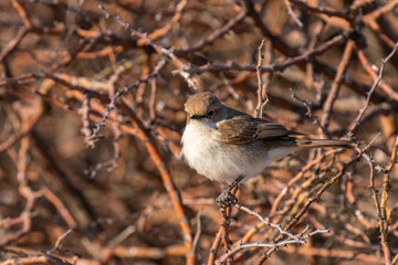 Wall Mural - Marico flycatcher, in Kgalagadi Transfrontier Park, South Africa