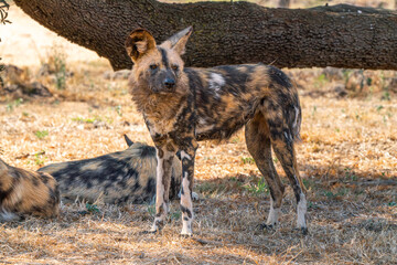 Wall Mural - Close up of brown hyena, Kgalagadi Transfrontier Park, South Africa