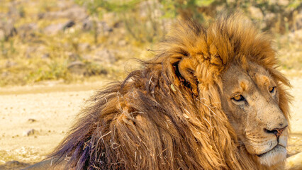 Wall Mural - Close up of a lion, Kruger National Park, South Africa