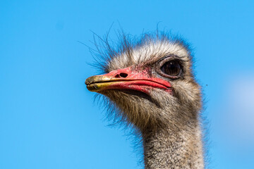 Wall Mural - Closeup of Ostrich, Addo Elephant National Park, South Africa