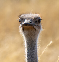 Wall Mural - Closeup of Ostrich, Kgalagadi Transfrontier Park, South Africa