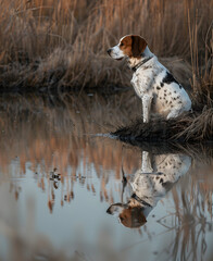 Quail Hunting Dog