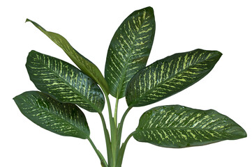 Dieffenbachia seguine, Dumb cane has beautiful pattern of green and white colors big leaves with water drops, in rainy season. Isolated on white background, PNG, transparent.