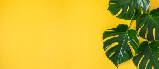 Wall Mural - tropical palm leaves monstera isolated on yellow background. flat lay, top view, copy space