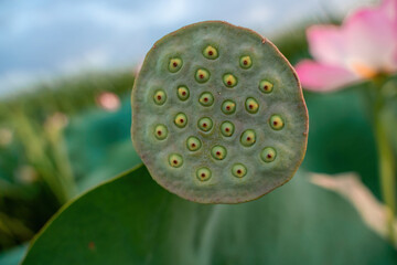 A hand holding a small green flower with many small green dots on it. The flower is surrounded by other flowers.