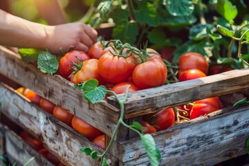 Freshly harvested ripe red tomatoes in a wooden crate, vibrant produce with natural sunlight, farmer’s hands picking tomatoes in the background, showcasing organic farming and healthy eating.