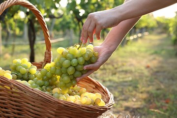 Farmer picking ripe grapes in vineyard, closeup