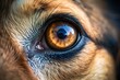© Diana - A detailed macro shot of a dog’s eye with a deep amber iris, capturing the texture of the fur and the sharpness of the eye. Ideal for pet photography or animal-focused content.