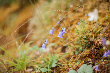 flowers in the forest