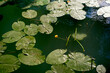 © Connect Images - A serene pond surface covered with green lily pads and a single yellow lily flower.