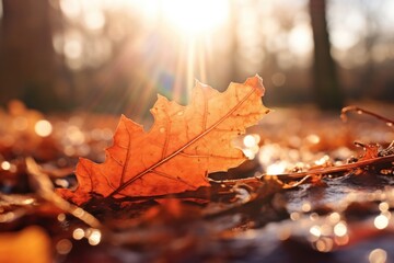 Wall Mural - Fall nature sunlight outdoors.