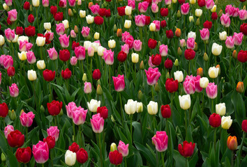 Wall Mural - Tulips flowers blooming in the spring