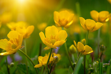 Wall Mural - spring yellow flowers on a field