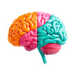 © justjupiter - PNG Colorful brain model illustrating hemispheric functions.