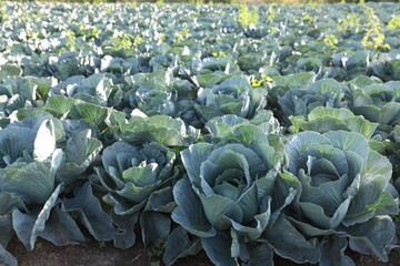 Sticker - Green cabbages growing in field on sunny day