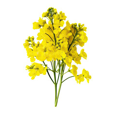 Yellow Flower on Transparent background