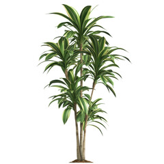 dracaena: a tall dracaena plant with long, arching leaves. png, transparent background.
